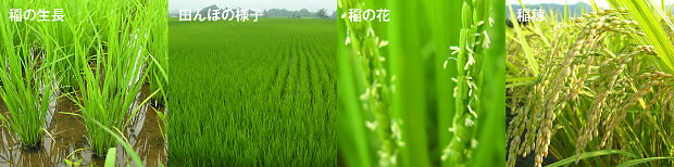 稲の生長、田んぼの様子、稲の花、稲穂